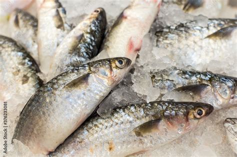 bakan fish|Banak / Sea Mullet .